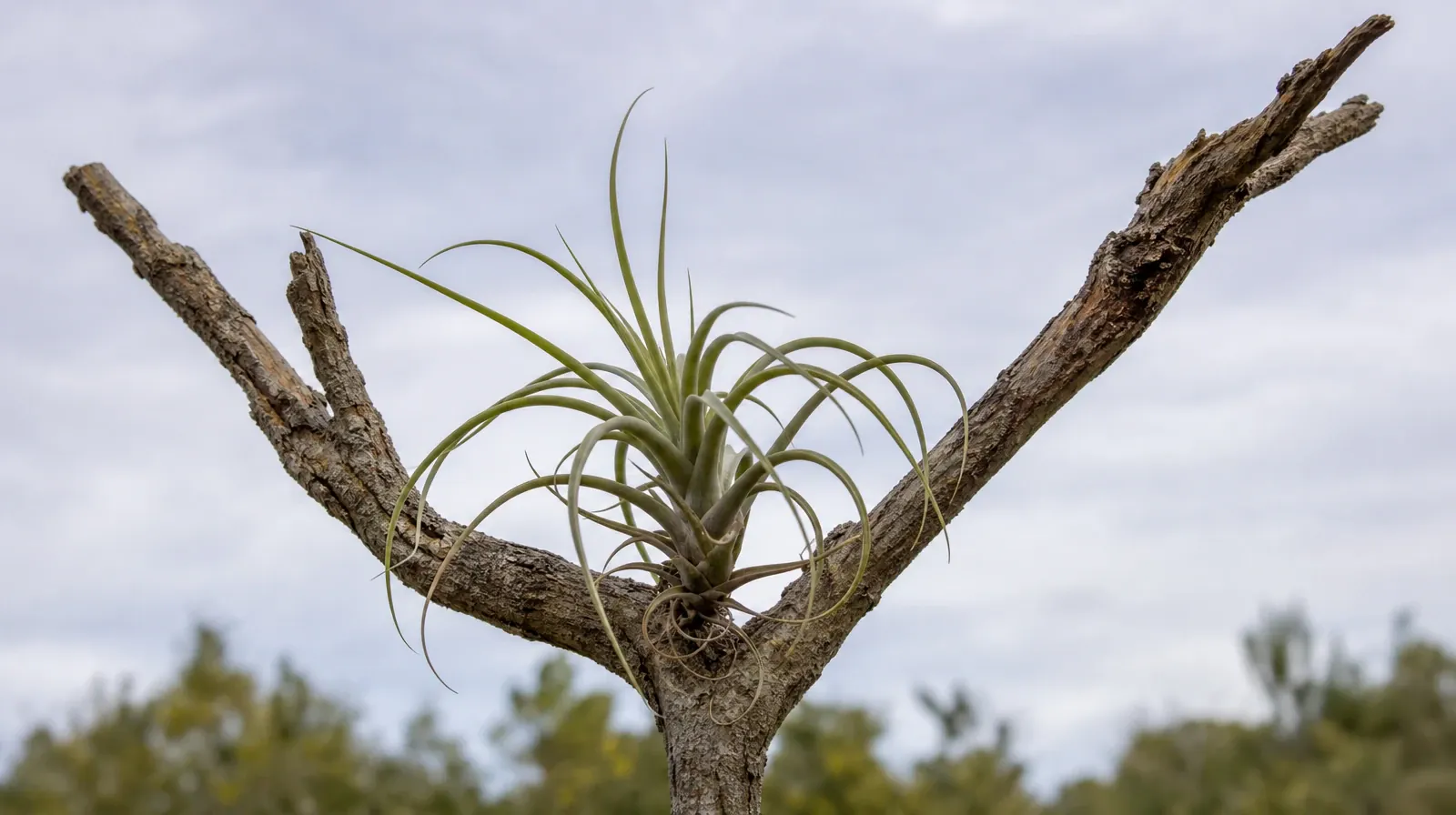 Treatment Cost Questions for Aventura, FL Residents | A silver-green air plant grows in the fork of a weathered tree branch A silver-green air plant grows in the fork of a weathered tree branch · Treatment Cost Questions for Aventura, FL Residents