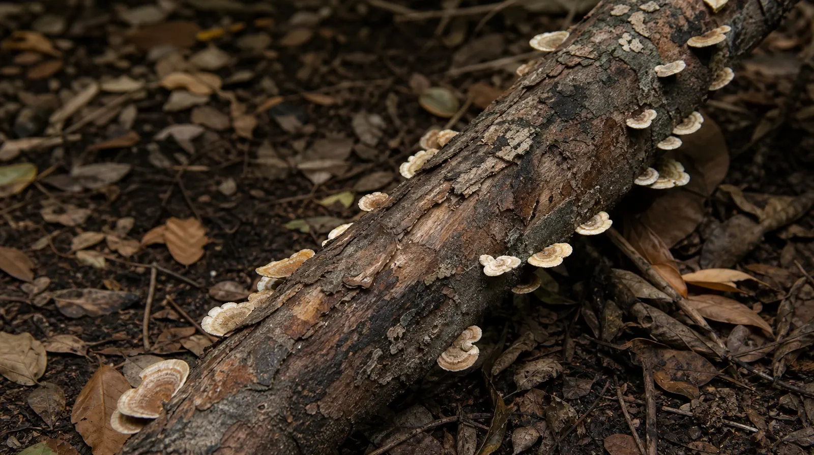 Residential Addiction Treatment for Bal Harbour, FL | Small cream and brown shelf fungi grow along a fallen branch above… Small cream and brown shelf fungi grow along a fallen branch above… · Residential Addiction Treatment for Bal Harbour, FL