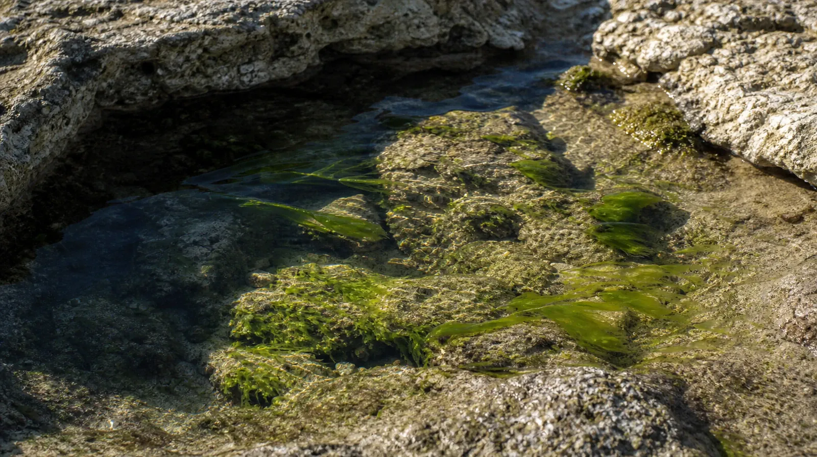 Planning Time Away for Treatment for Bal Harbour, FL Residents | Green algae ribbons rest among rough stones in a clear… Green algae ribbons rest among rough stones in a clear… · Planning Time Away for Treatment for Bal Harbour, FL Residents