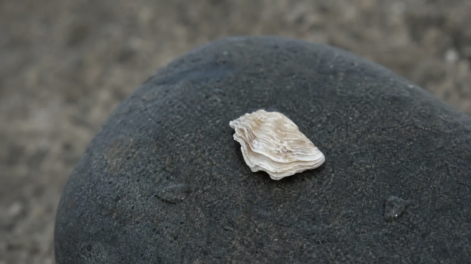 A pale ridged shell fragment rests on a dark rounded stone… · Returning Home After Treatment for Bal Harbour, FL Residents