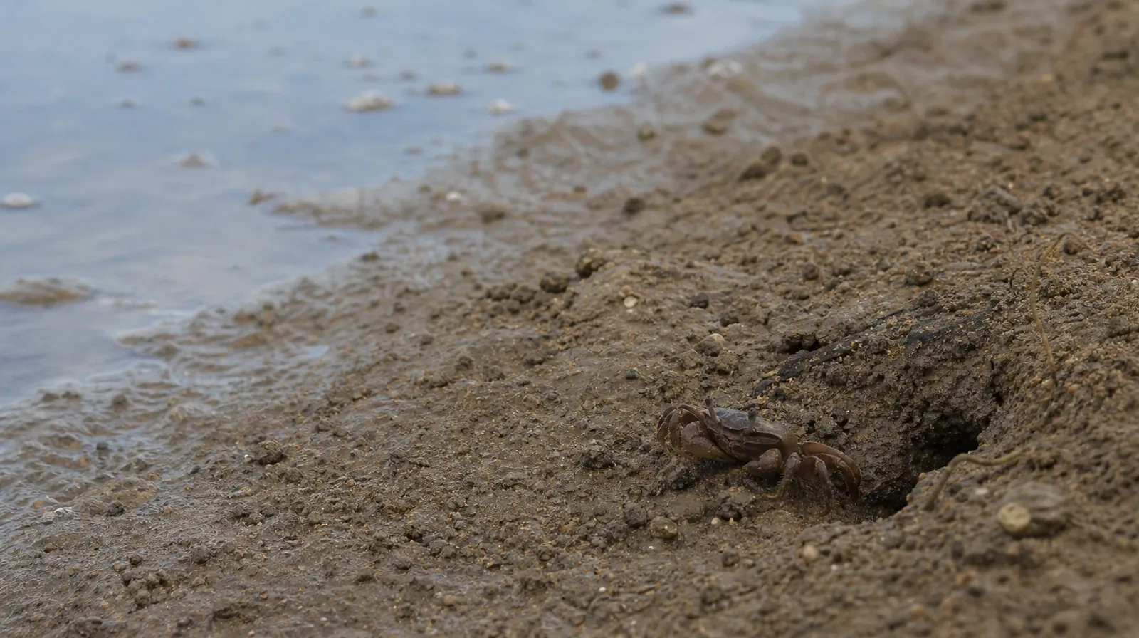 Adult Recovery Support Resources for Big Coppitt Key, FL | A small brown crab pauses beside a burrow in damp coastal ground A small brown crab pauses beside a burrow in damp coastal ground · Adult Recovery Support Resources for Big Coppitt Key, FL