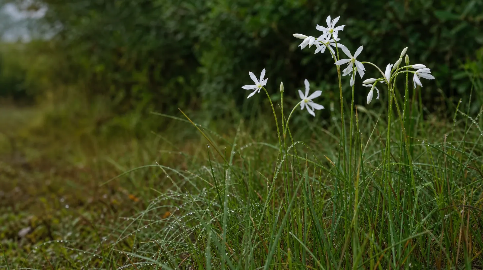 Starting a Treatment Conversation for Big Coppitt Key, FL | White narrow-petaled flowers rise above wet grasses at… White narrow-petaled flowers rise above wet grasses at… · Starting a Treatment Conversation for Big Coppitt Key, FL