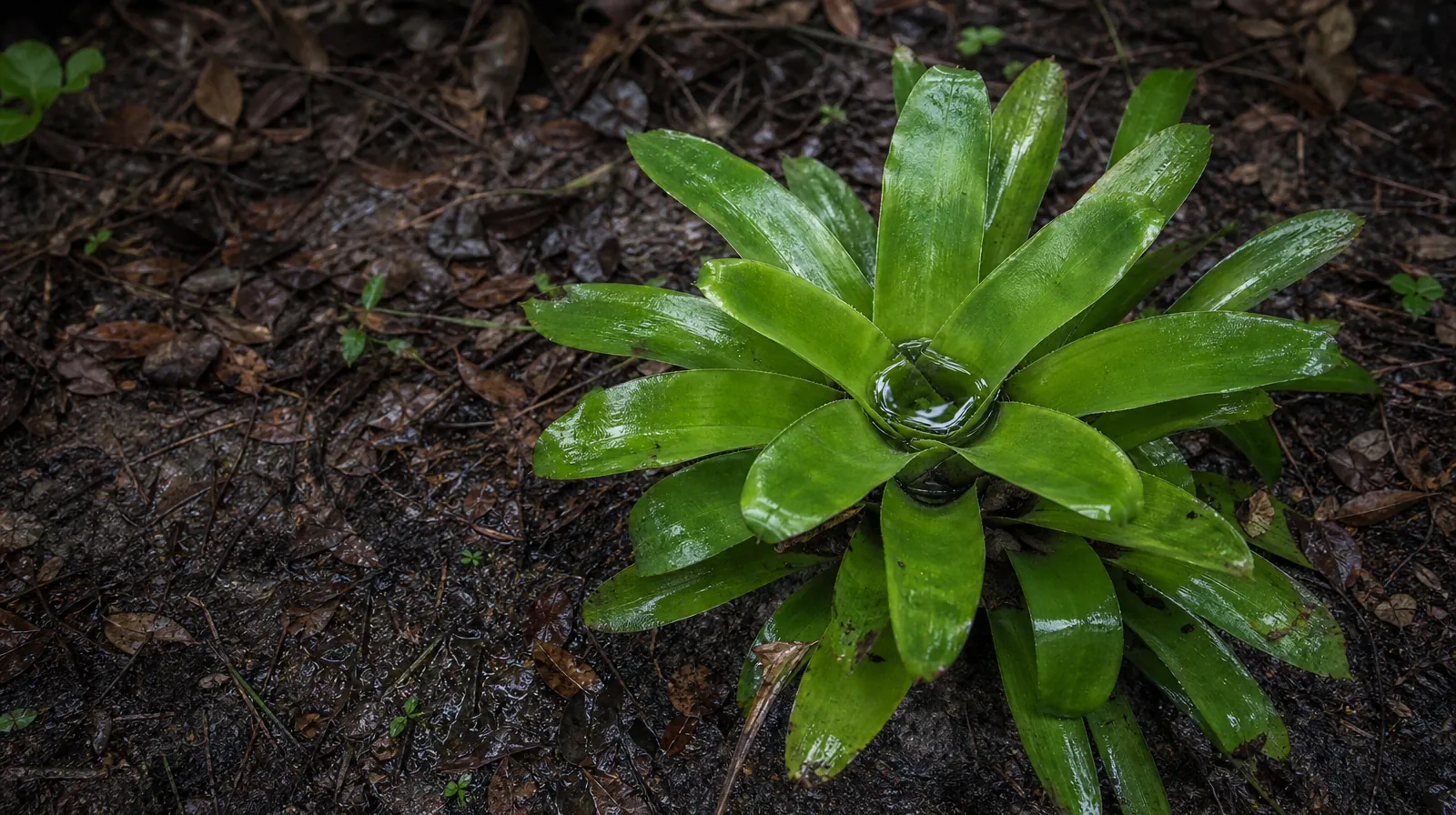 Supporting an Adult Loved One for Big Coppitt Key, FL Residents | Rainwater rests in the center of a low green plant… Rainwater rests in the center of a low green plant… · Supporting an Adult Loved One for Big Coppitt Key, FL Residents
