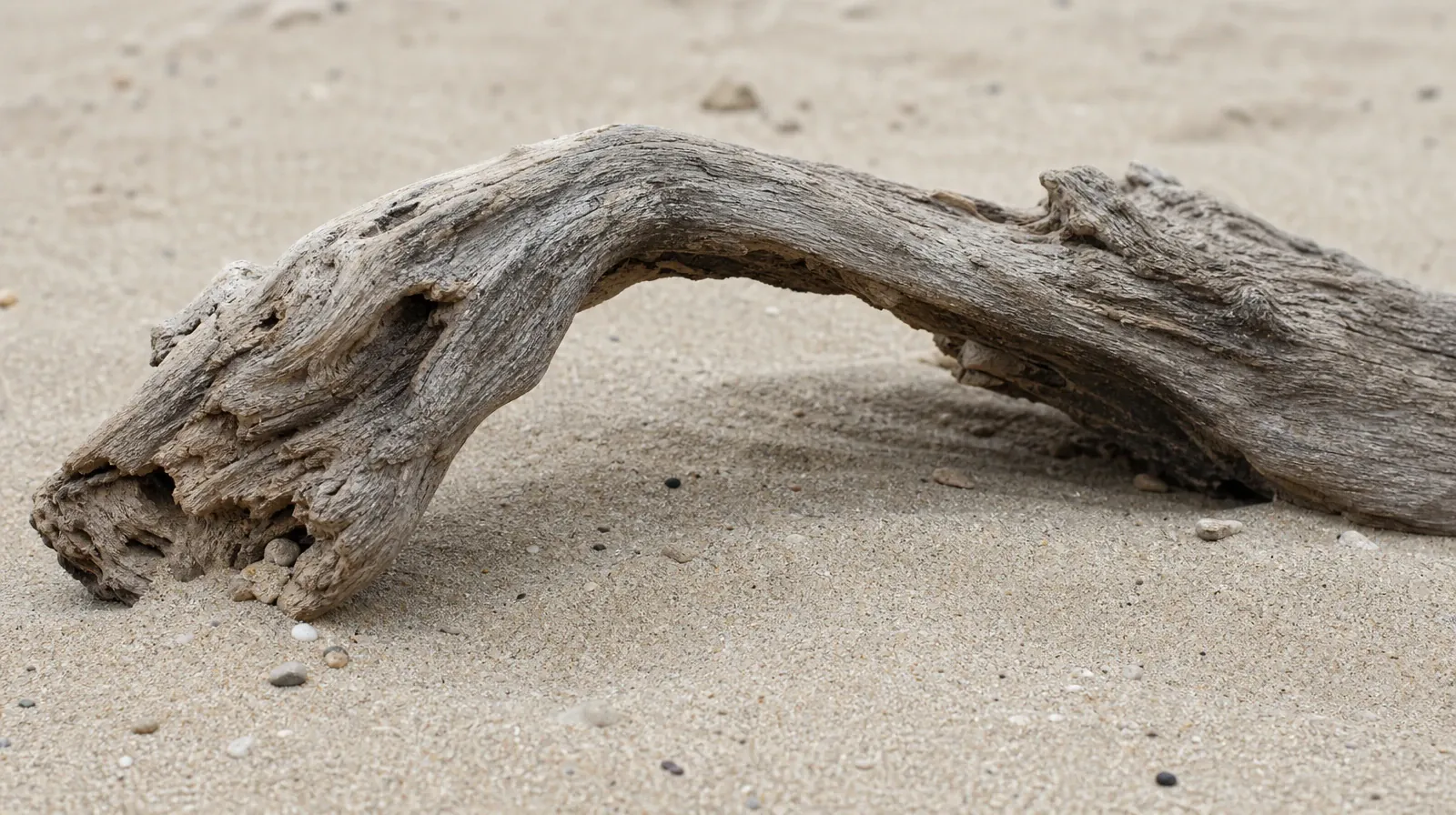 Language and Accessibility Questions for Big Torch Key, FL | A weathered driftwood arch casts a small shadow over lightly… A weathered driftwood arch casts a small shadow over lightly… · Language and Accessibility Questions for Big Torch Key, FL