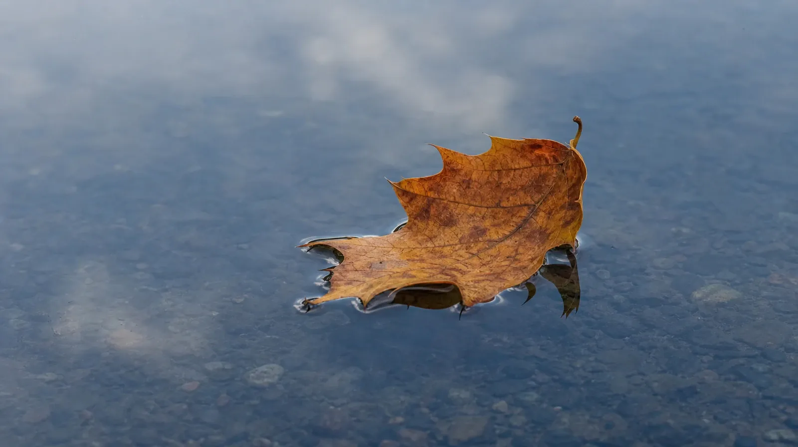 A single fallen leaf floats on still water with a faint… · Planning Time Away for Treatment for Big Torch Key, FL Residents