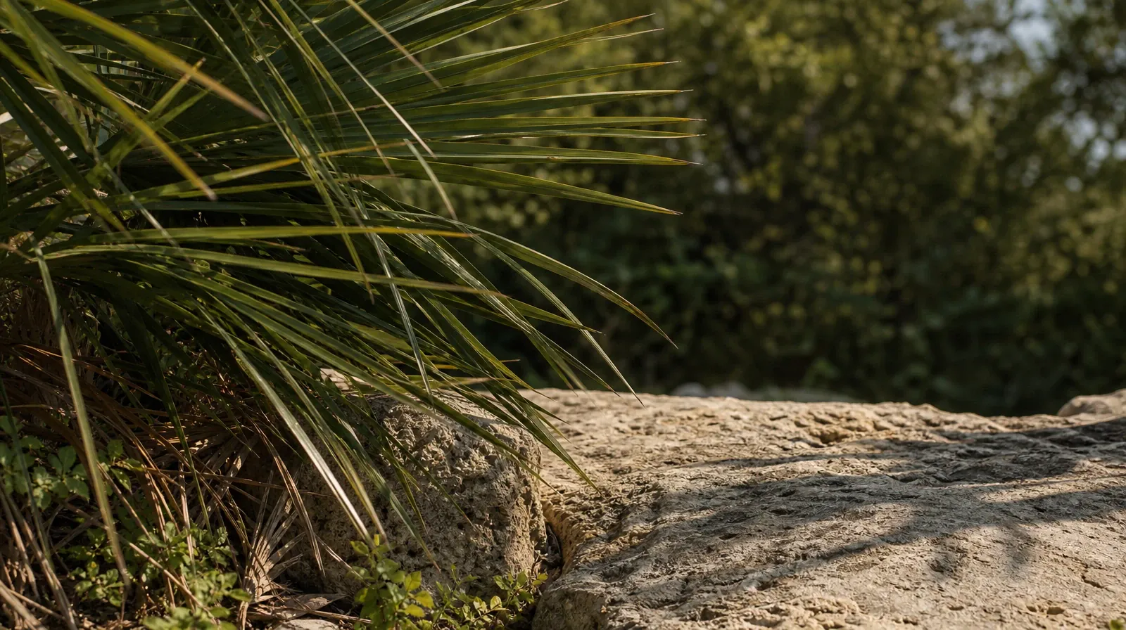 Planning a Treatment Assessment for Miami, FL Residents | A quiet natural setting without a named geographic landmark A quiet natural setting without a named geographic landmark · Planning a Treatment Assessment for Miami, FL Residents