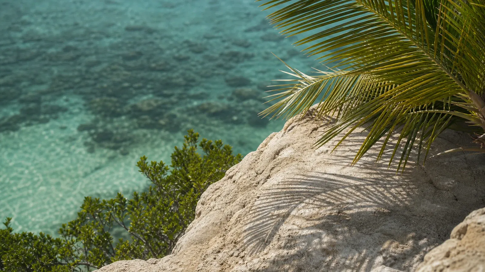 Treatment Assessment Planning for West Flagler, Miami, FL | Palm fronds cast shadows across limestone above clear turquoise… Palm fronds cast shadows across limestone above clear turquoise… · Treatment Assessment Planning for West Flagler, Miami, FL