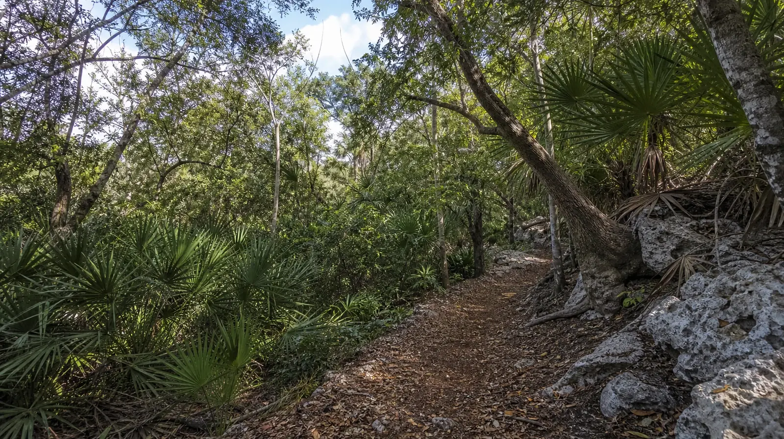 A narrow path winds through palmettos and limestone in a… · Returning Home After Treatment | West Flagler, Miami, FL
