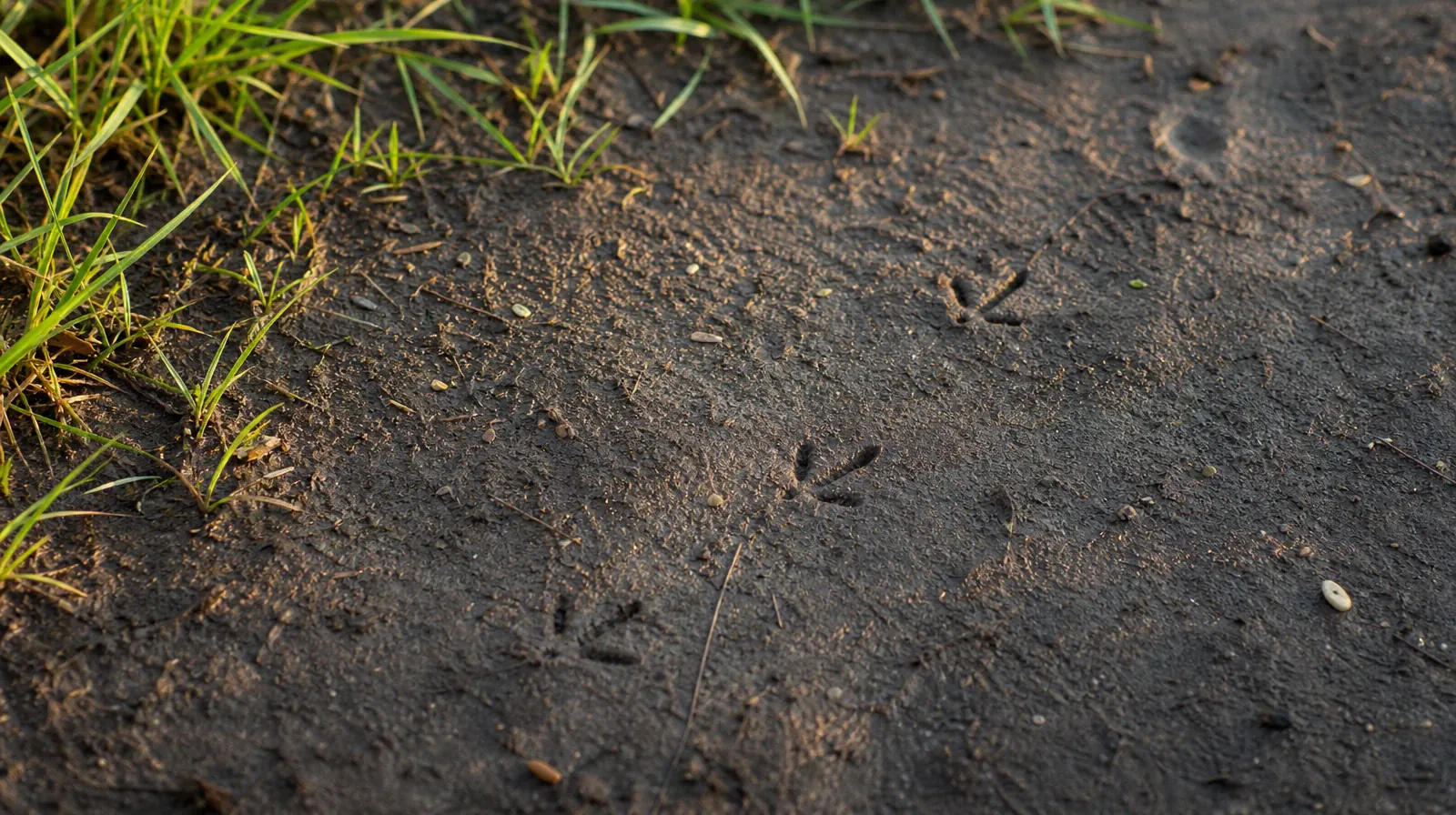 Small three-toed bird tracks cross a patch of damp soil… · Supporting an Adult Loved One for Oakland Park, FL Residents