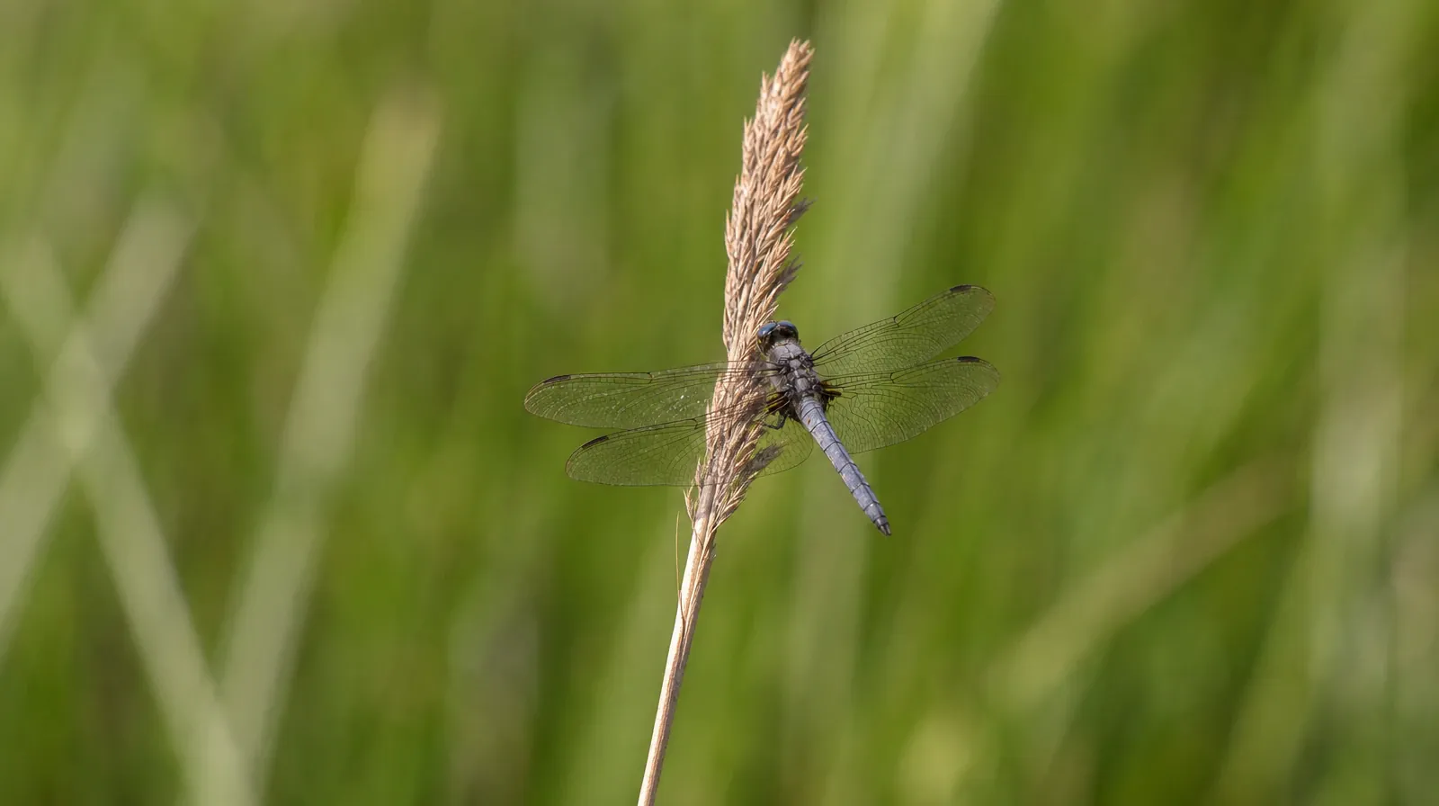 Language and Accessibility Questions for Opa-locka, FL Residents | A dragonfly rests on a dry reed against softly blurred… A dragonfly rests on a dry reed against softly blurred… · Language and Accessibility Questions for Opa-locka, FL Residents