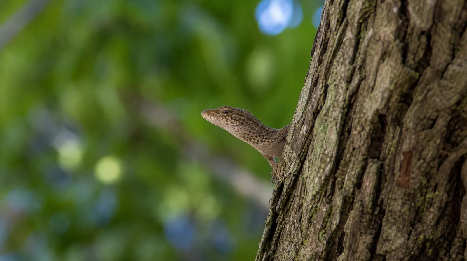 A small lizard peers around the side of a weathered tree trunk · Adult Recovery Support Resources for Perrine, FL Residents
