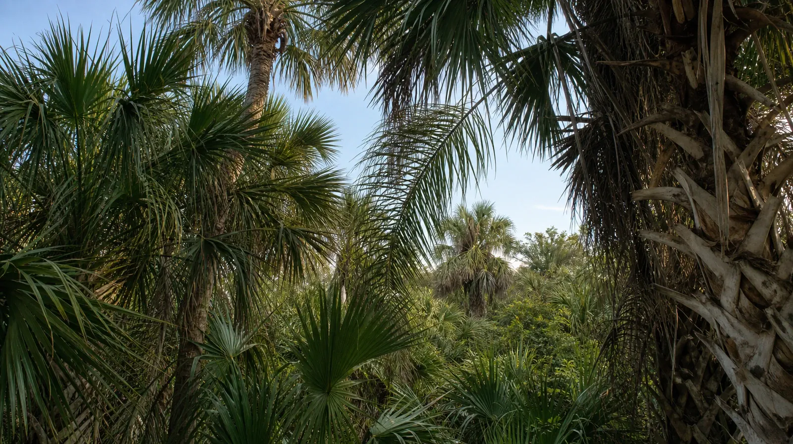 A quiet natural setting without a named geographic landmark · Hydromorphone Use With Other Substances