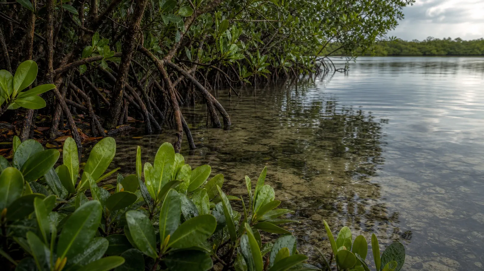 A quiet natural setting without a named geographic landmark · Supporting a Family Member With Inhalants Use