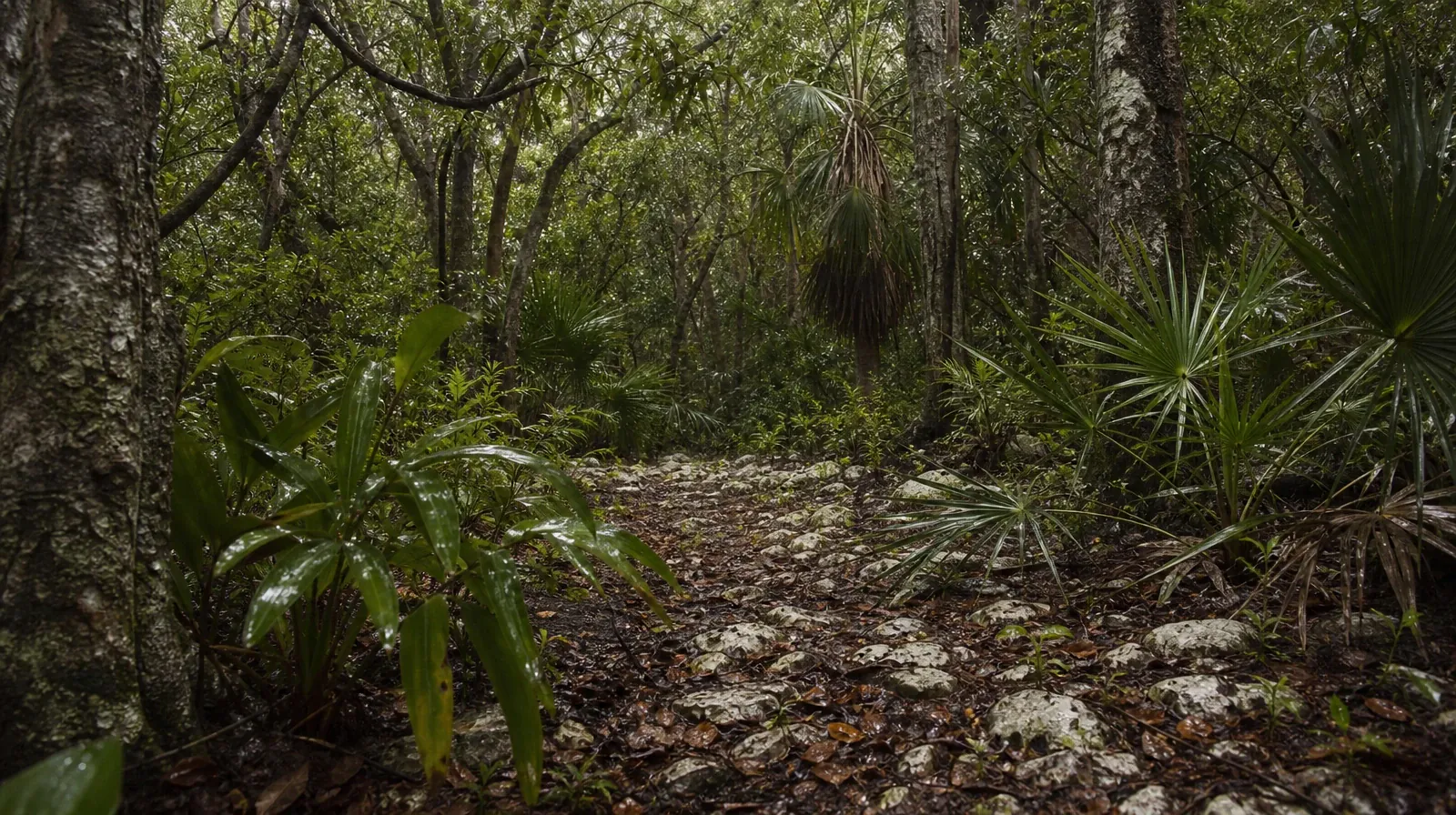 A quiet natural setting without a named geographic… · Pain and Treatment Questions About Inhalants Use in South Florida