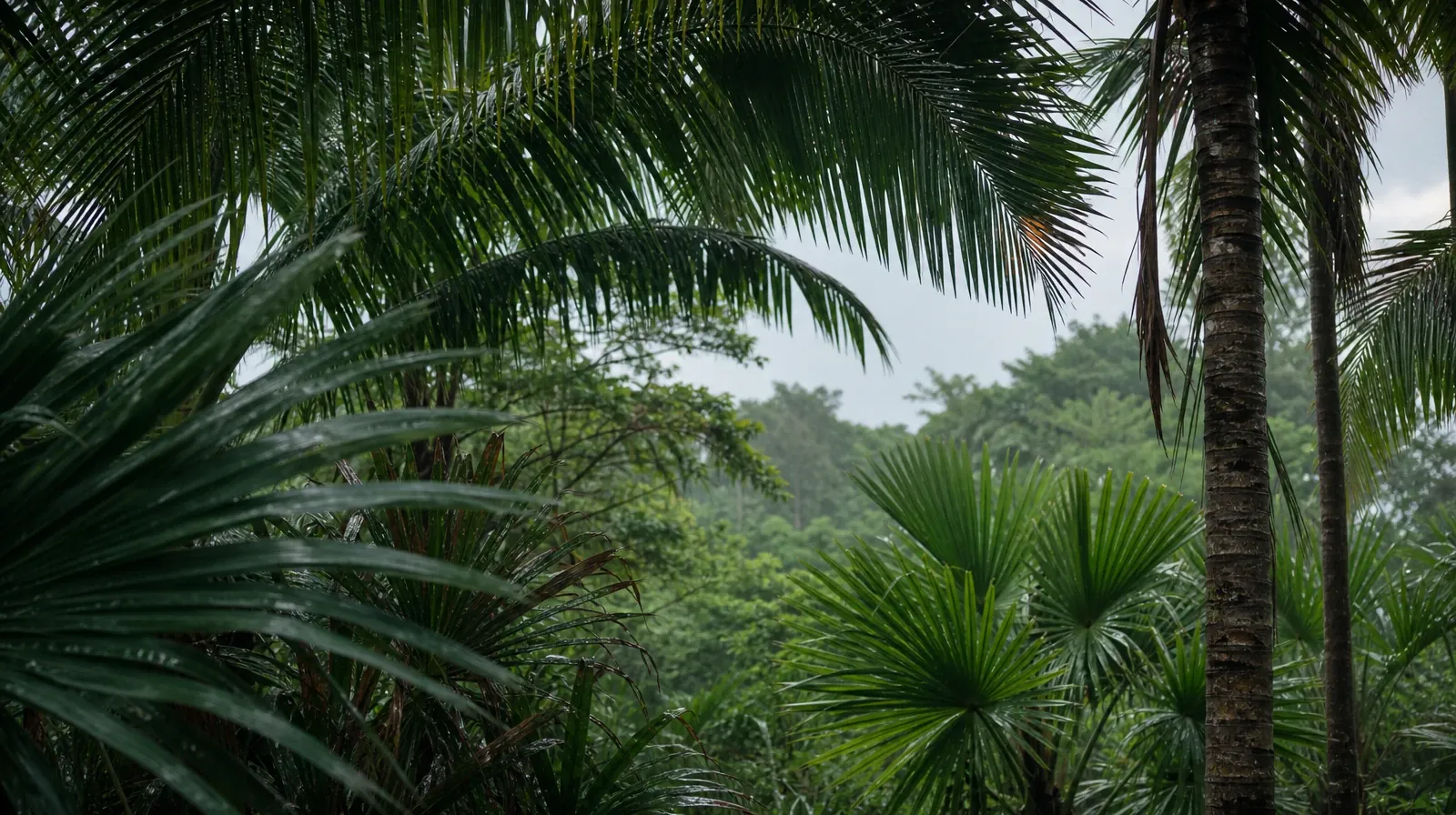 A quiet natural setting without a named geographic… · Understanding a Treatment Plan for Ketamine Use in South Florida