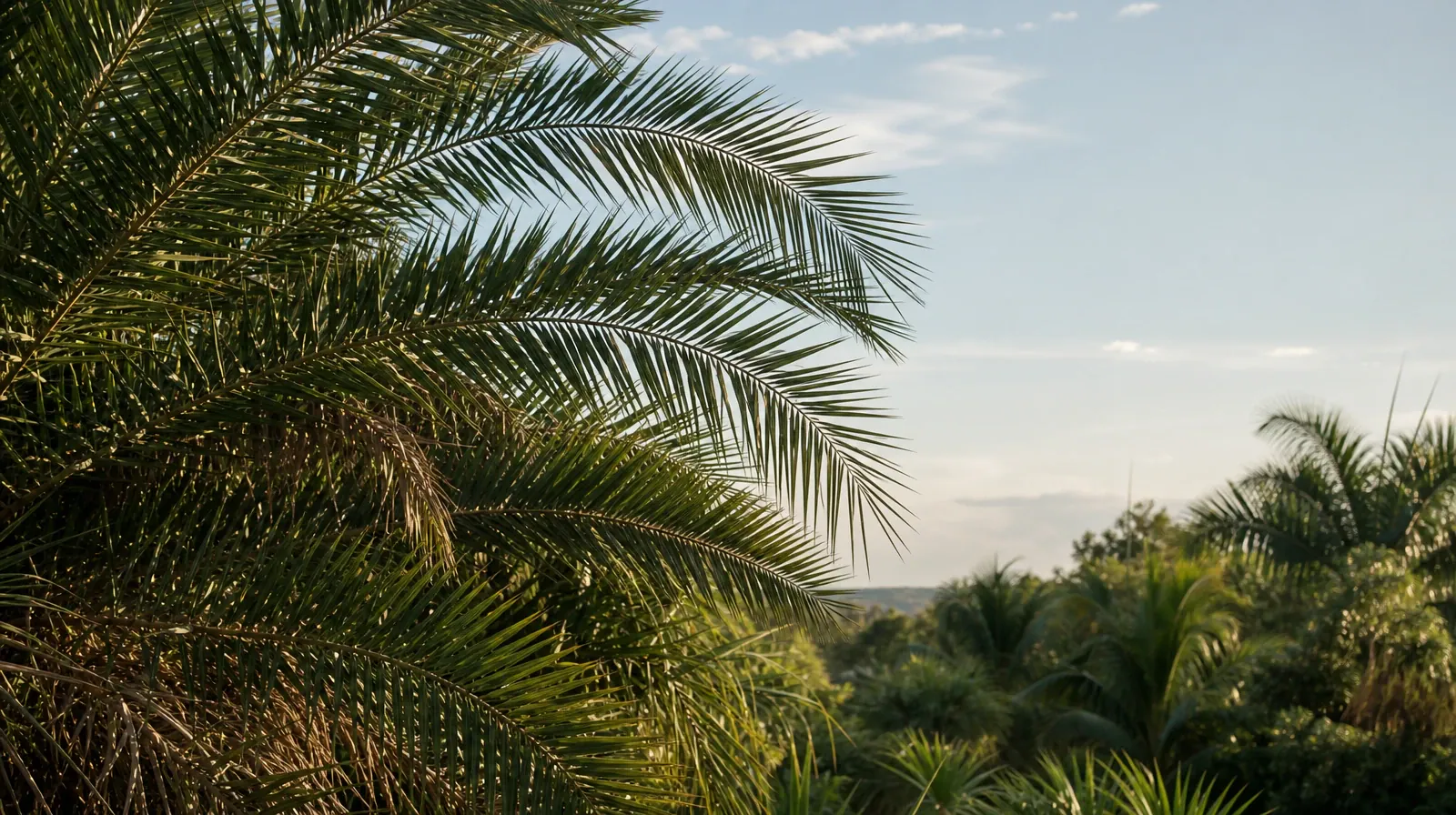 A quiet natural setting without a named geographic landmark · Building Support Around Recovery From Klonopin Use