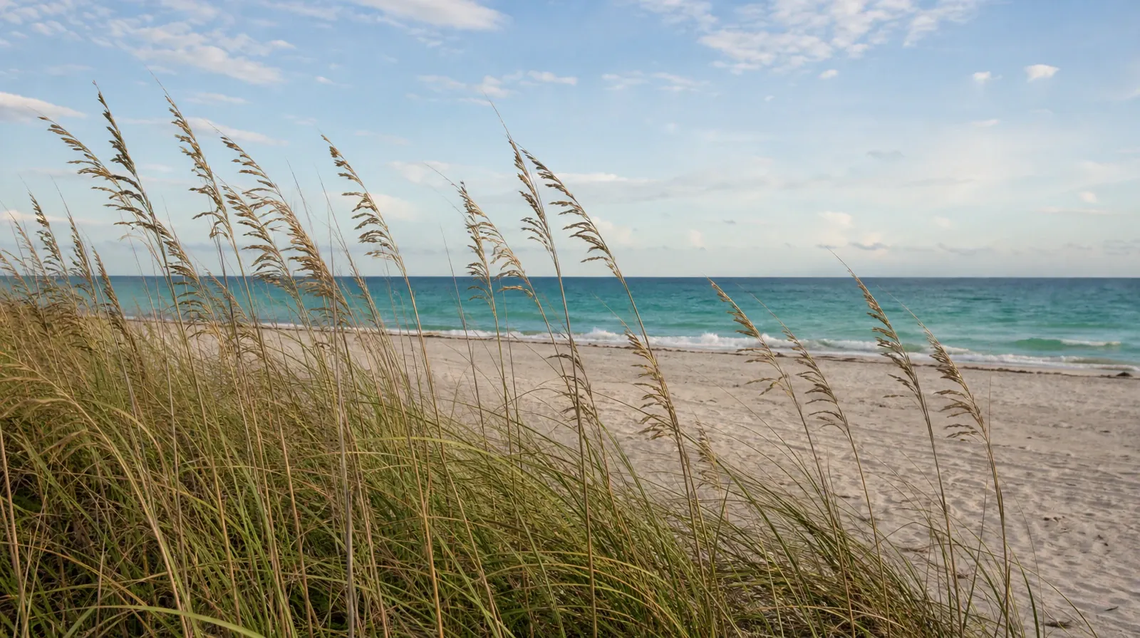 Coastal grasses beside a sandy beach and calm blue water