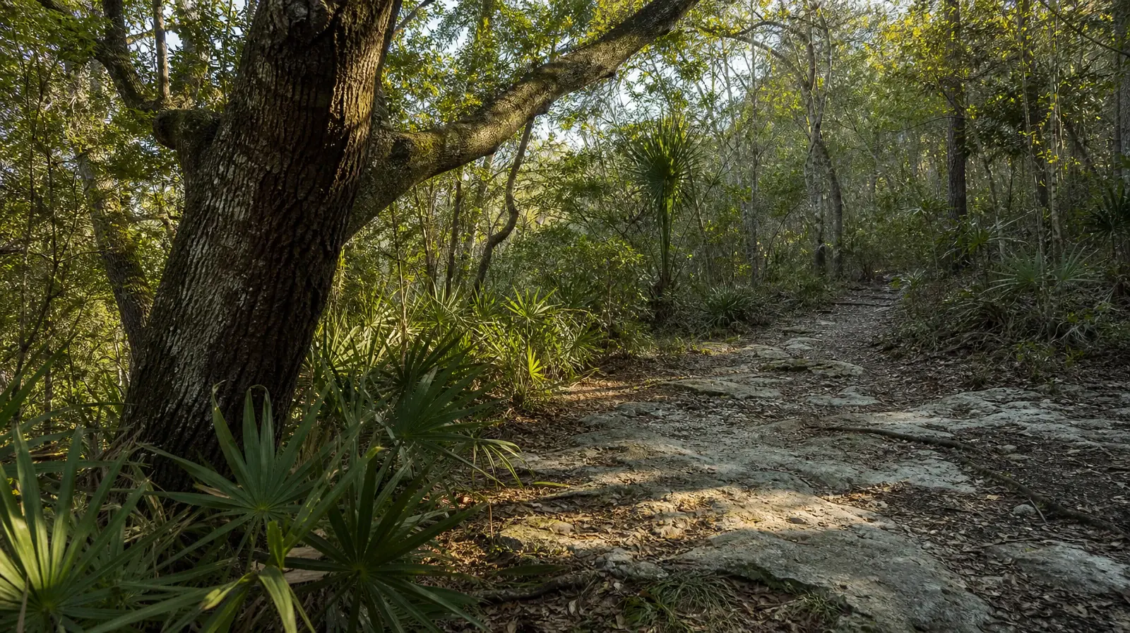 Addiction Treatment for Coconut Grove, Miami, FL | Trees and low palms beside a shaded path Trees and low palms beside a shaded path, accompanying Addiction Treatment for Coconut Grove, Miami, FL